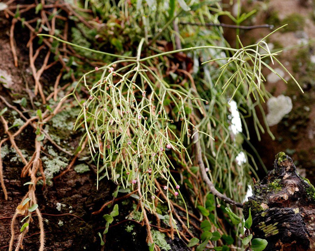 Rhipsalis teres f. teres, Paraty, Rio de Janeiro, Brazil