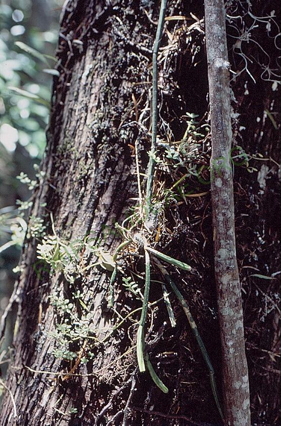 Rhipsalis tucumanensis, A 81, La Pajcha (near Samaipata), Bolivia