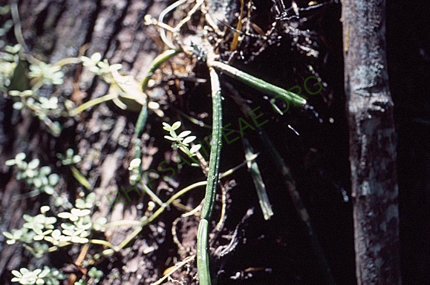 Rhipsalis tucumanensis, A 81, La Pajcha (near Samaipata), Bolivia