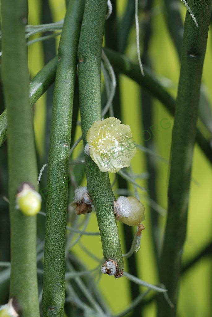 Rhipsalis tucumanensis, A 81, La Pajcha (near Samaipata), Bolivia