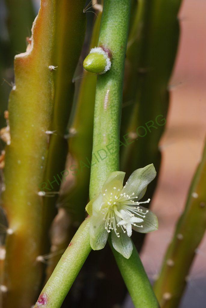 Rhipsalis tucumanensis, A 81, La Pajcha (near Samaipata), Bolivia