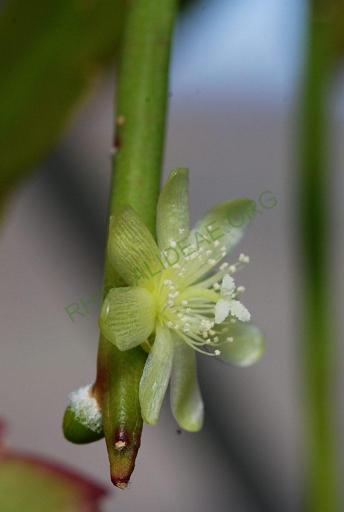 Rhipsalis tucumanensis, A 81, La Pajcha (near Samaipata), Bolivia