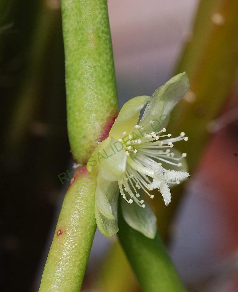 Rhipsalis tucumanensis, A 81, La Pajcha (near Samaipata), Bolivia
