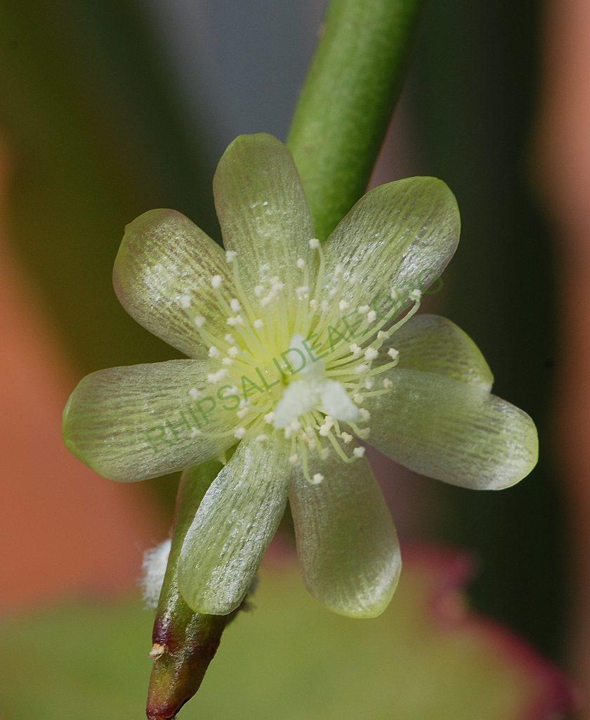 Rhipsalis tucumanensis, A 81, La Pajcha (near Samaipata), Bolivia