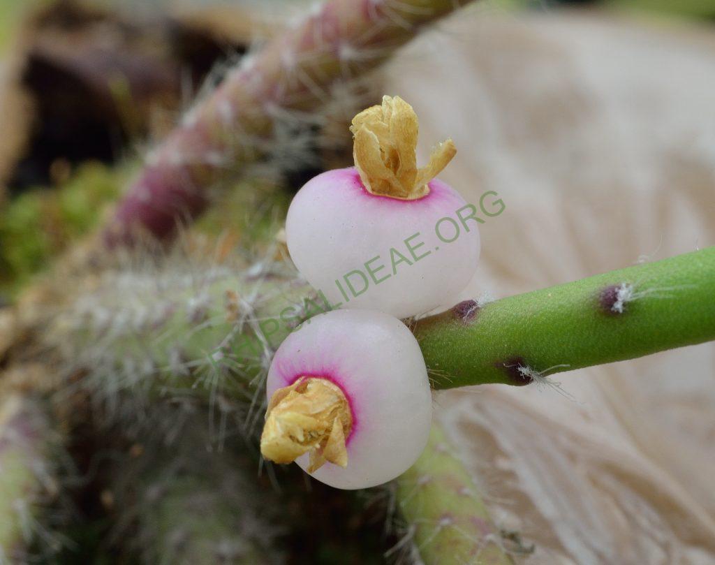 Rhipsalis tucumanensis, A 81, La Pajcha (near Samaipata), Bolivia
