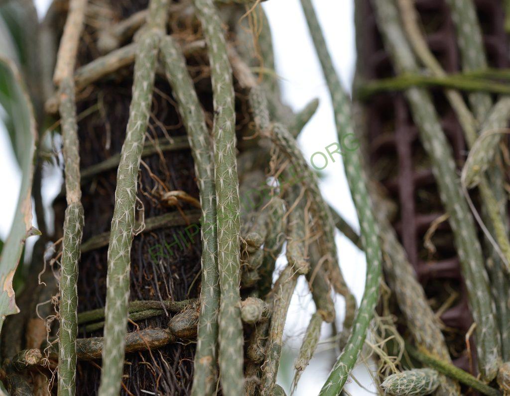 Lepismium lumbricoides f. aculeatum, Heidelberg Botanical Garden