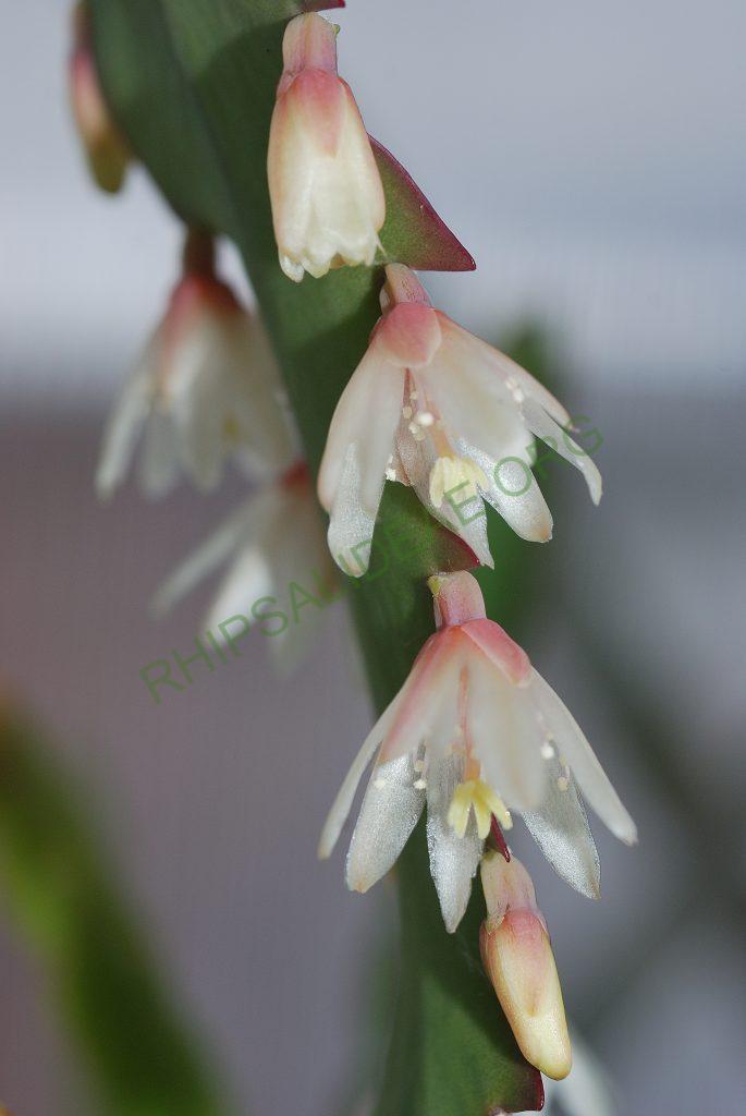 Lepismium houlletianum f. houlletianum, Utrecht University Botanic Gardens