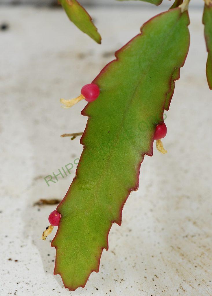 Lepismium houlletianum f. houlletianum, Utrecht University Botanic Gardens