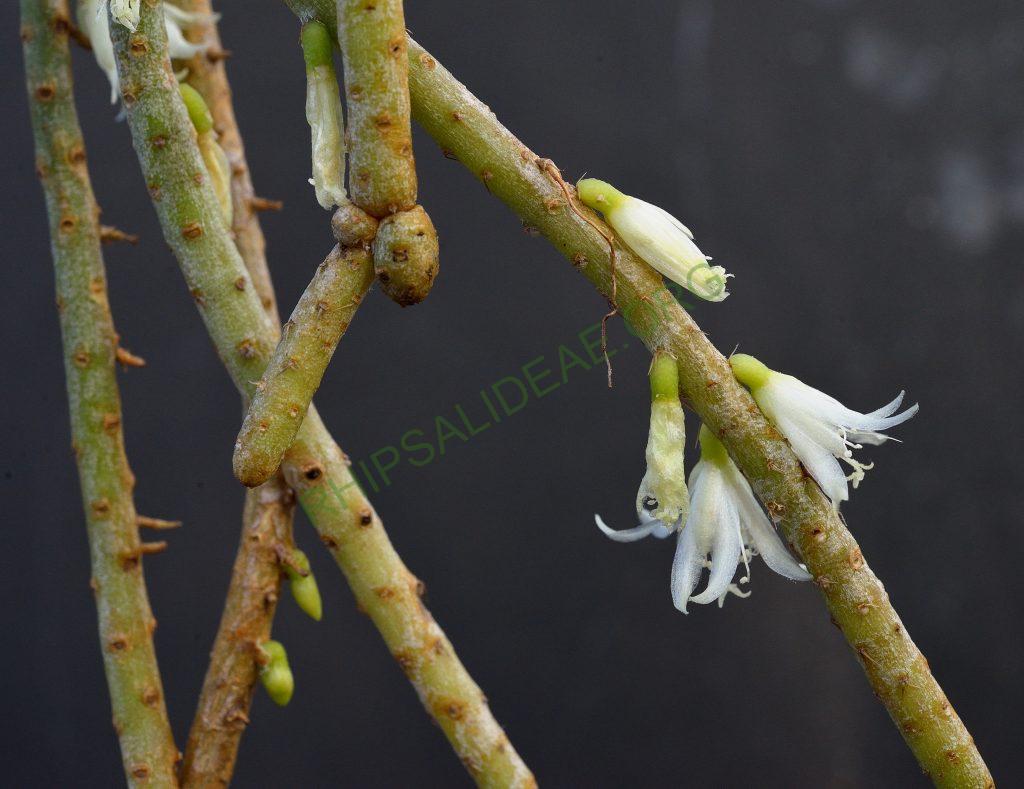 Lepismium lumbricoides f. lumbricoides, ISI 1369, Herradura, Formosa, Argentina, Utrecht University Botanic Gardens