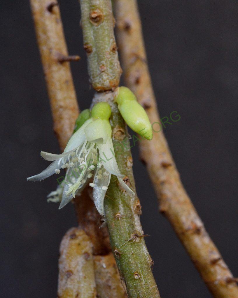 Lepismium lumbricoides f. lumbricoides, ISI 1369, Herradura, Formosa, Argentina, Utrecht University Botanic Gardens