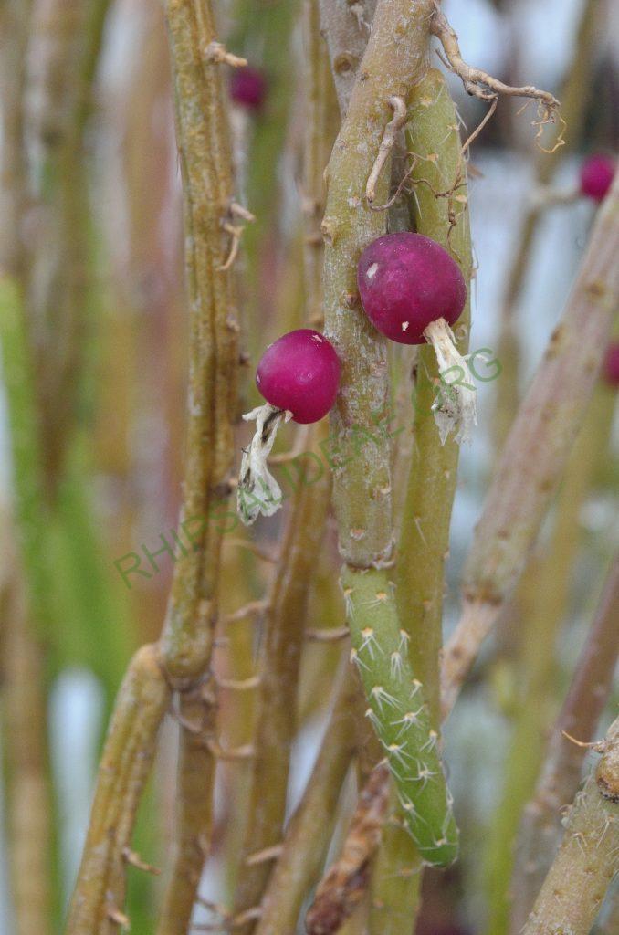 Lepismium lumbricoides f. lumbricoides, ISI 1369, Herradura, Formosa, Argentina, Utrecht University Botanic Gardens