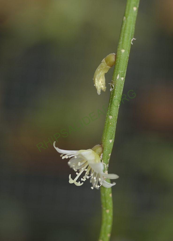 Lepismium lumbricoides f. lumbricoides, LB 566, near Corvo, Rio Grande do Sul, Brazil, Utrecht University Botanic Gardens