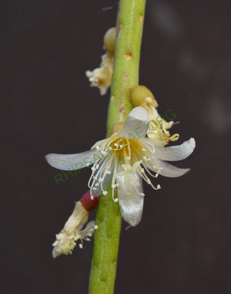 Lepismium lumbricoides f. lumbricoides, LB 566, near Corvo, Rio Grande do Sul, Brazil, Utrecht University Botanic Gardens