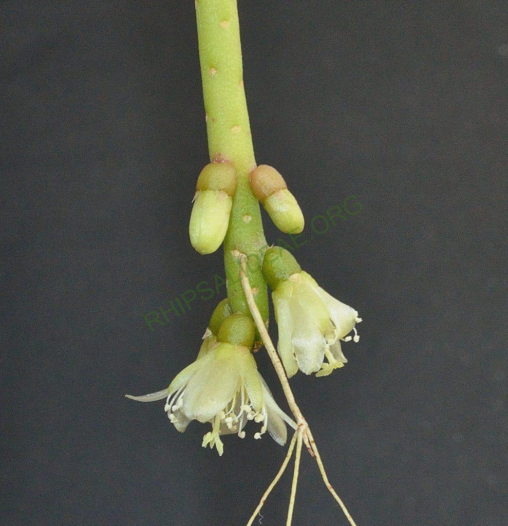 Lepismium lumbricoides f. lumbricoides, LB 566, near Corvo, Rio Grande do Sul, Brazil, Utrecht University Botanic Gardens