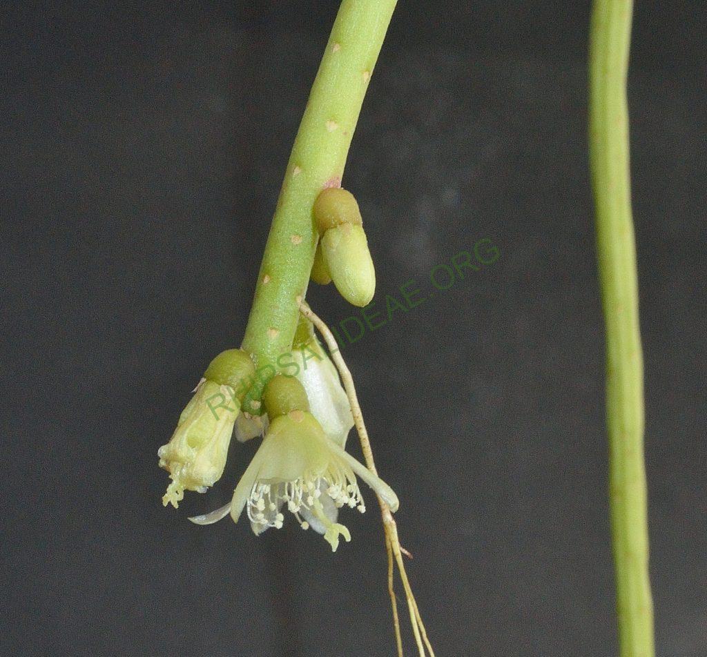 Lepismium lumbricoides f. lumbricoides, LB 566, near Corvo, Rio Grande do Sul, Brazil, Utrecht University Botanic Gardens