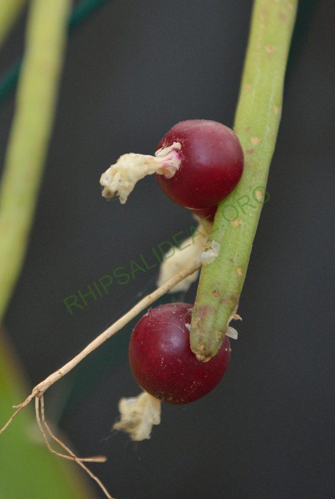 Lepismium lumbricoides f. lumbricoides, LB 566, near Corvo, Rio Grande do Sul, Brazil, Utrecht University Botanic Gardens