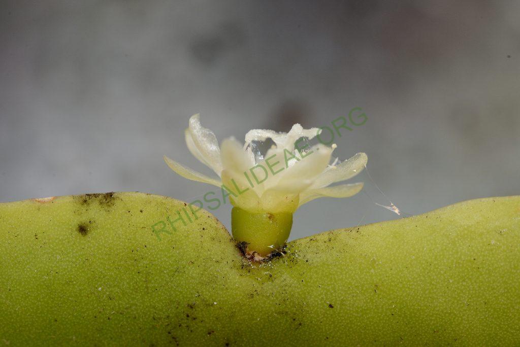 Rhipsalis agudoensis, Utrecht University Botanic Gardens