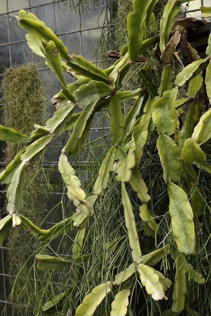 Rhipsalis agudoensis, Utrecht University Botanic Gardens