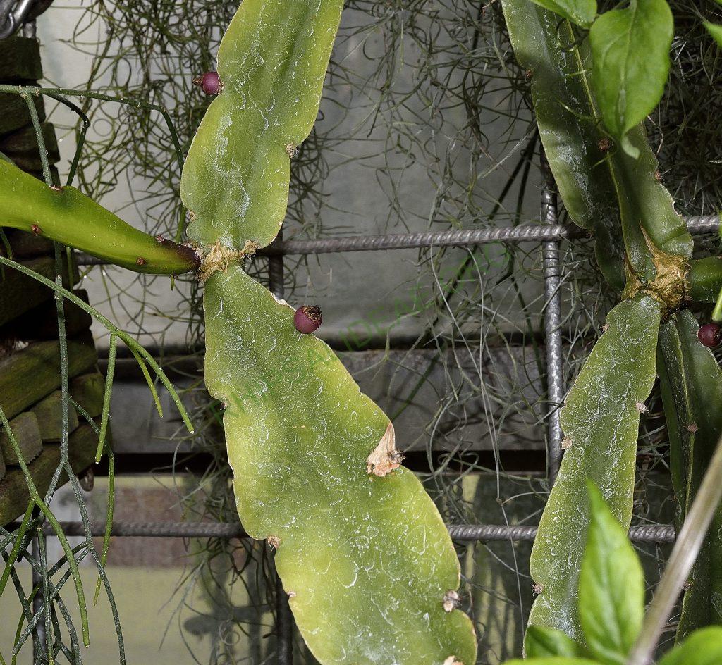 Rhipsalis agudoensis, Utrecht University Botanic Gardens