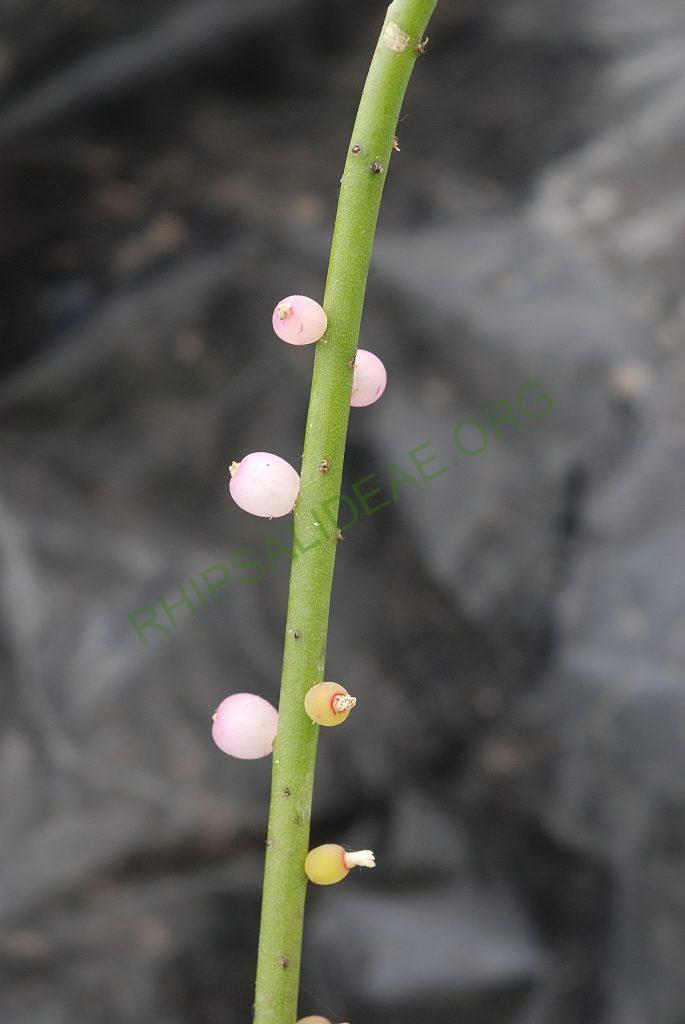 Rhipsalis baccifera subsp. baccifera, Paramaribo, Suriname, Hortus Botanicus Leiden