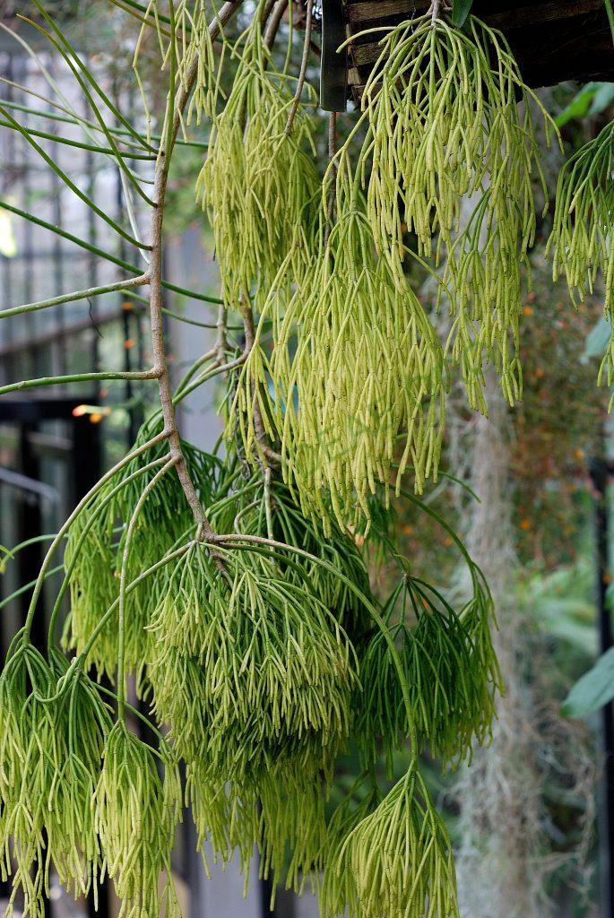 Rhipsalis teres f. capilliformis, University of Utrecht Botanical Gardens