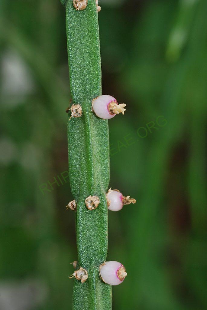 Rhipsalis pacheco-leonis subsp. catenulata, Utrecht University Botanic Gardens