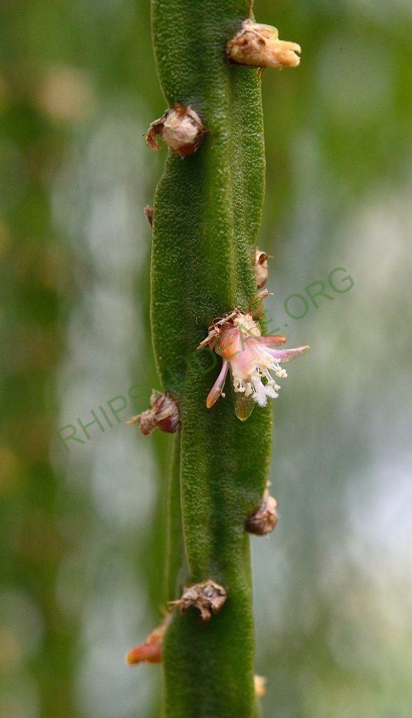 Rhipsalis pacheco-leonis subsp. catenulata, Utrecht University Botanic Gardens