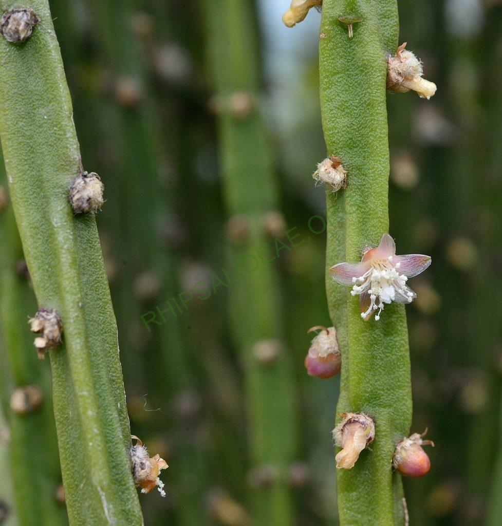 Rhipsalis pacheco-leonis subsp. catenulata, Utrecht University Botanic Gardens