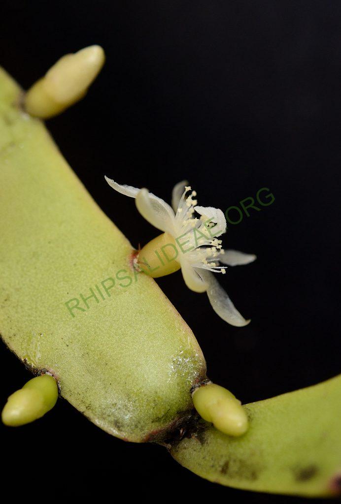 Rhipsalis cereoides, Utrecht University Botanic Gardens
