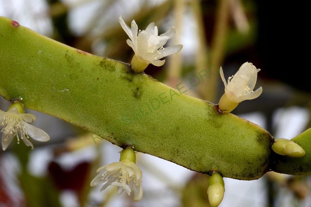 Rhipsalis cereoides, Utrecht University Botanic Gardens