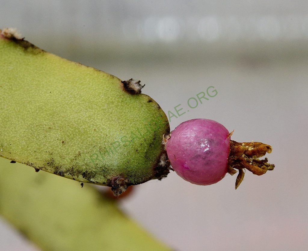 Rhipsalis cereoides, Utrecht University Botanic Gardens