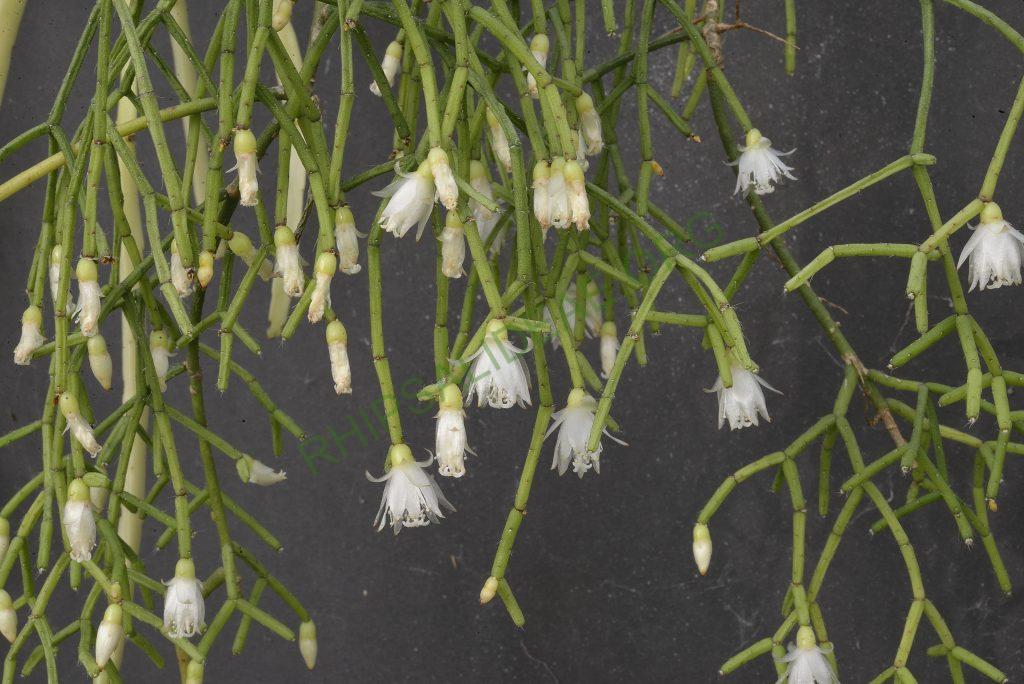 Rhipsalis cereuscula, Utrecht University Botanic Gardens, ex. Gerardus Olsthoorn