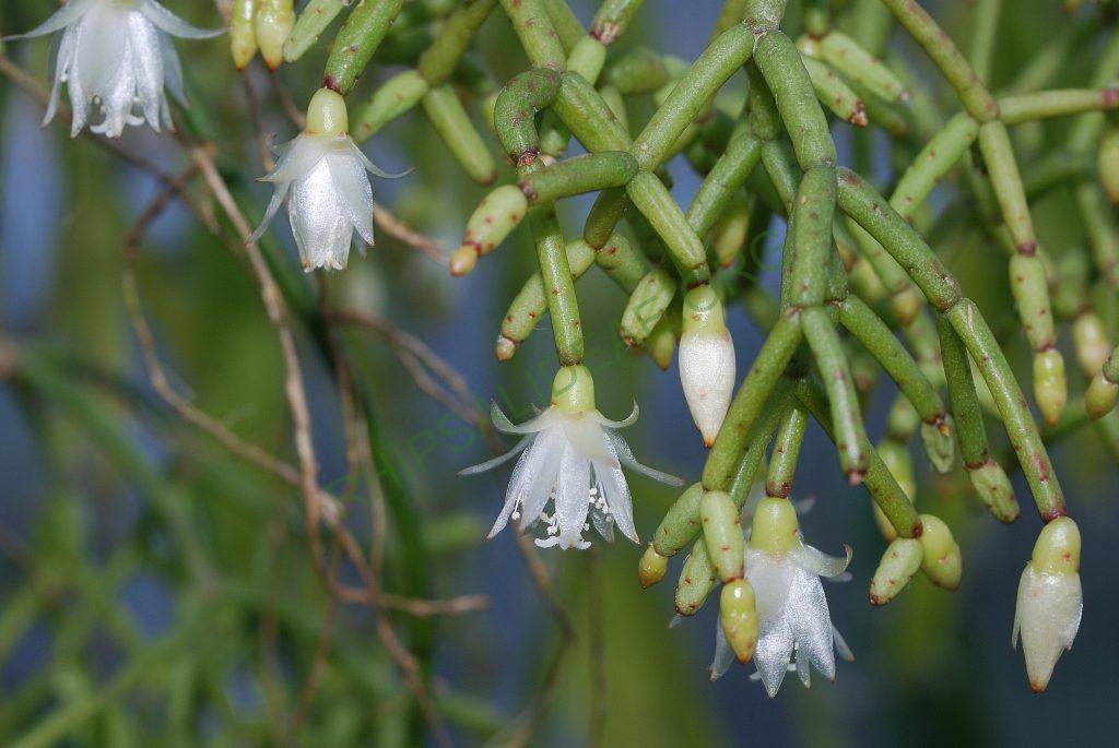 Rhipsalis cereuscula, Utrecht University Botanic Gardens, ex. Gerardus Olsthoorn