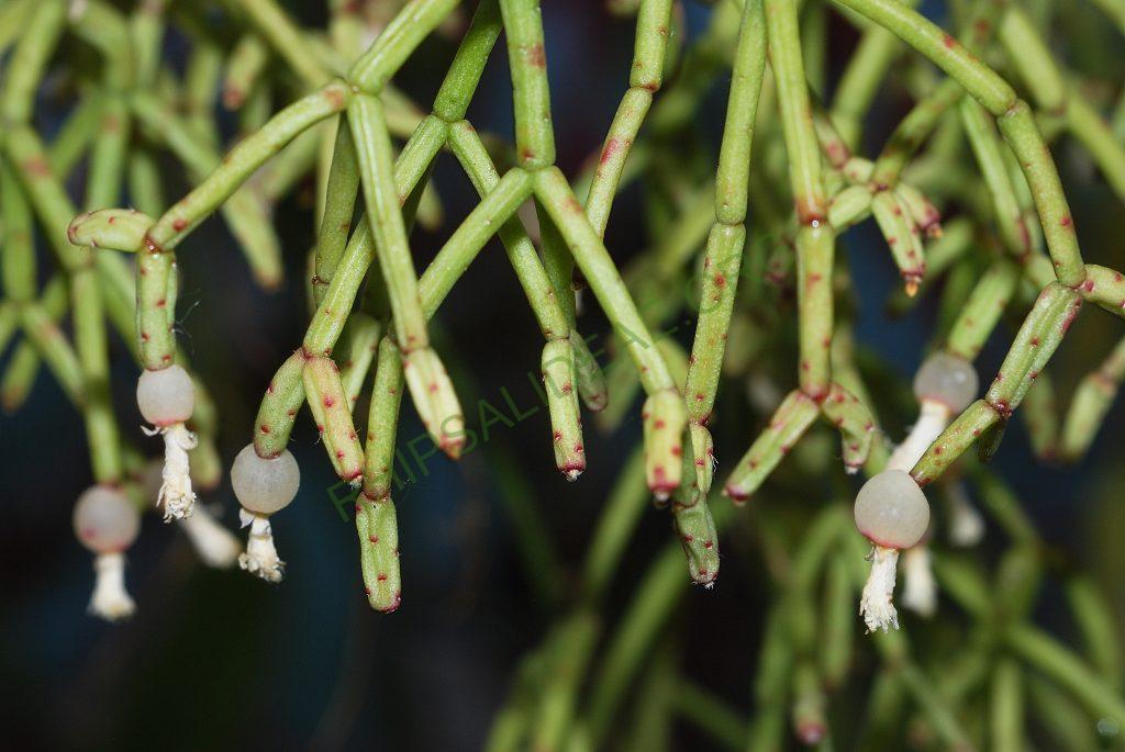 Rhipsalis cereuscula, Utrecht University Botanic Gardens, ex. Gerardus Olsthoorn
