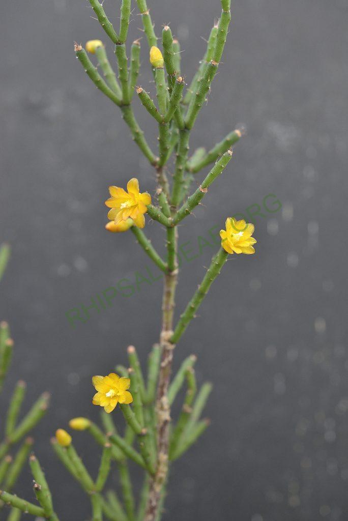 Hatiora salicornioides f. cylindrica, ISI 95-10, Utrecht University Botanic Gardens