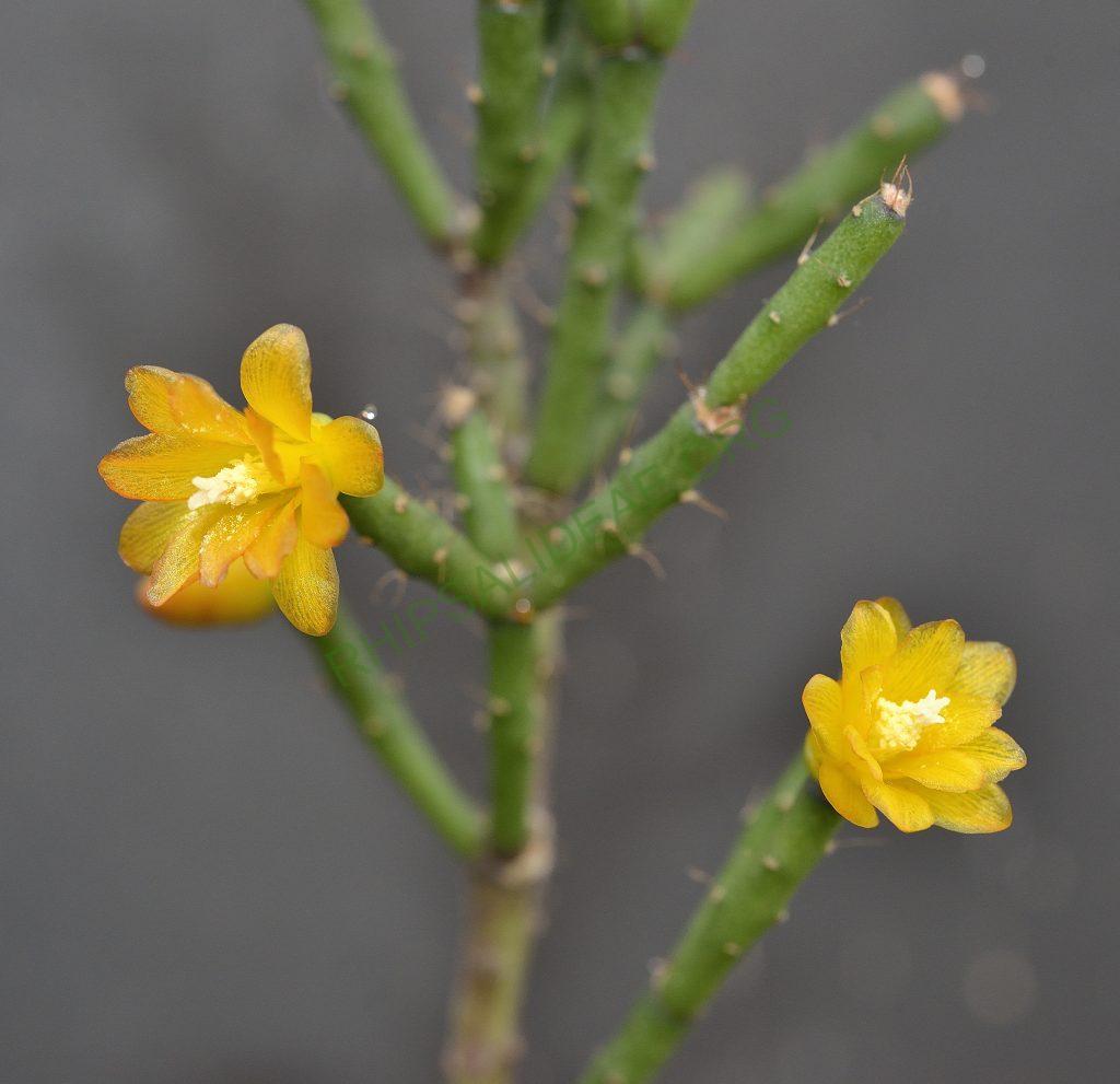 Hatiora salicornioides f. cylindrica, ISI 95-10, Utrecht University Botanic Gardens
