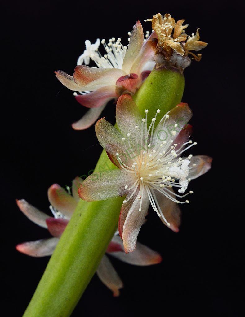 Rhipsalis dissimilis f. dissimilis, Utrecht University Botanic Gardens