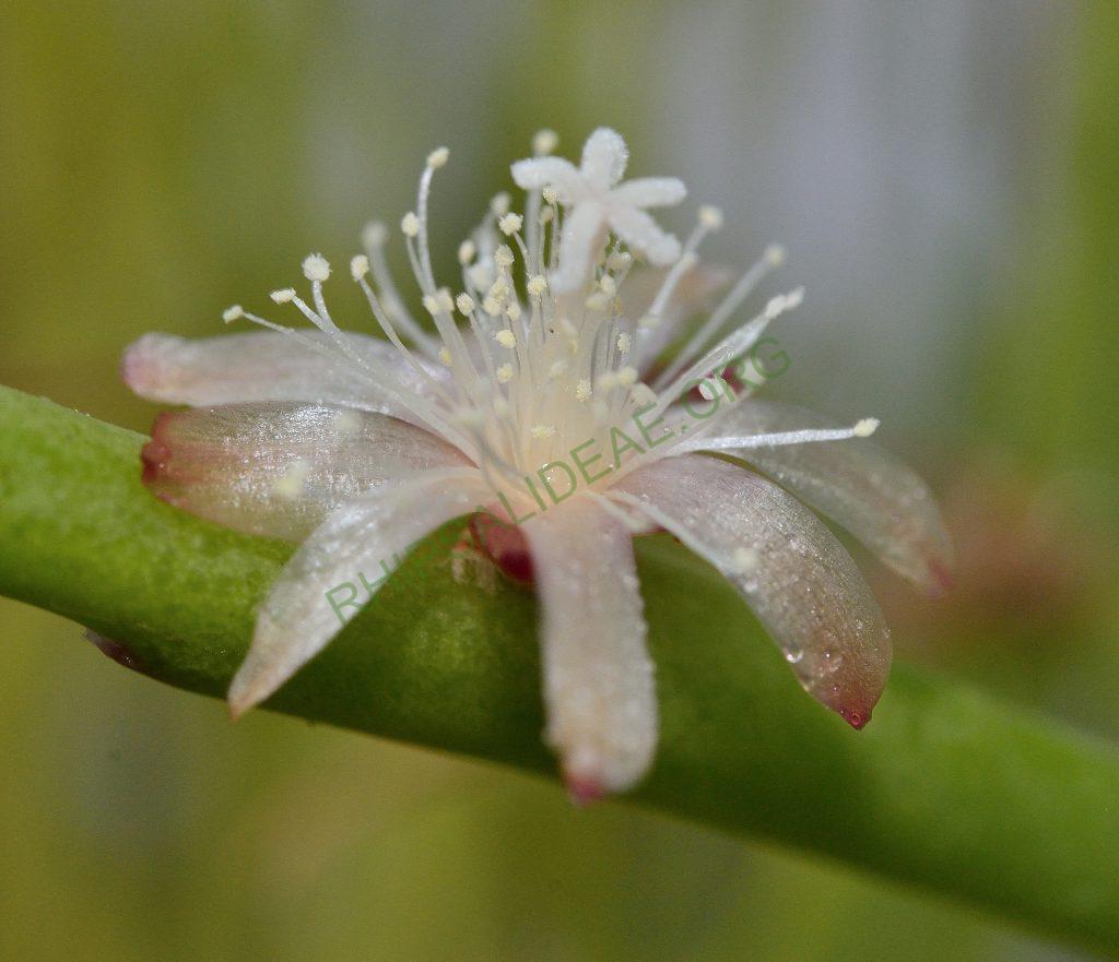 Rhipsalis dissimilis f. dissimilis, Utrecht University Botanic Gardens