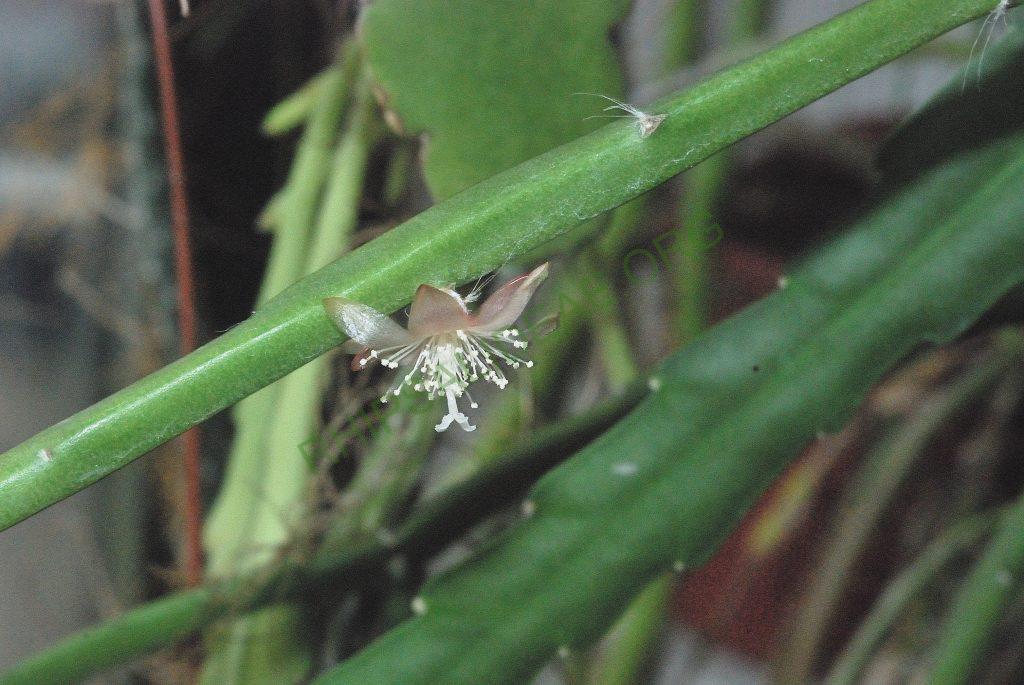 Rhipsalis dissimilis f. dissimilis, Utrecht University Botanic Gardens