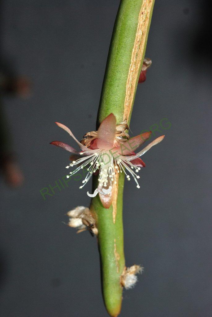 Rhipsalis dissimilis f. dissimilis, Utrecht University Botanic Gardens