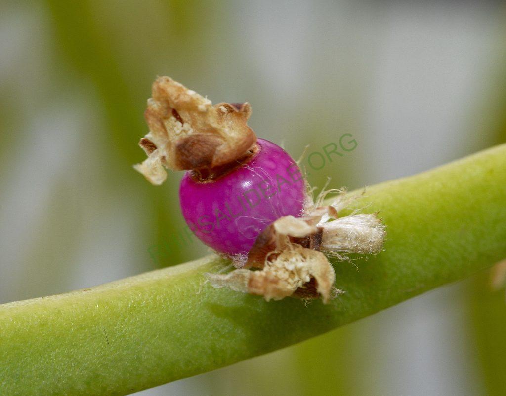 Rhipsalis dissimilis f. dissimilis, Utrecht University Botanic Gardens