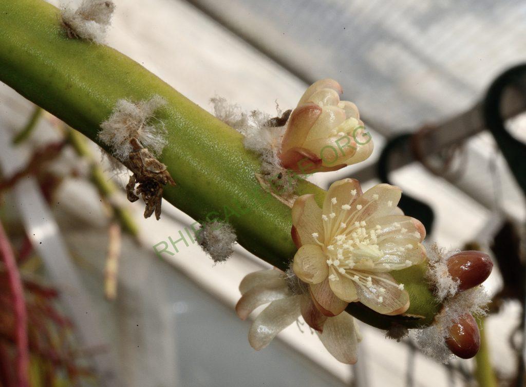 Rhipsalis dissimilis f. dissimilis, Utrecht University Botanic Gardens, ex. Gerardus Olsthoorn, reduced synonym L. saxatile, Barthlott & Taylor 1995