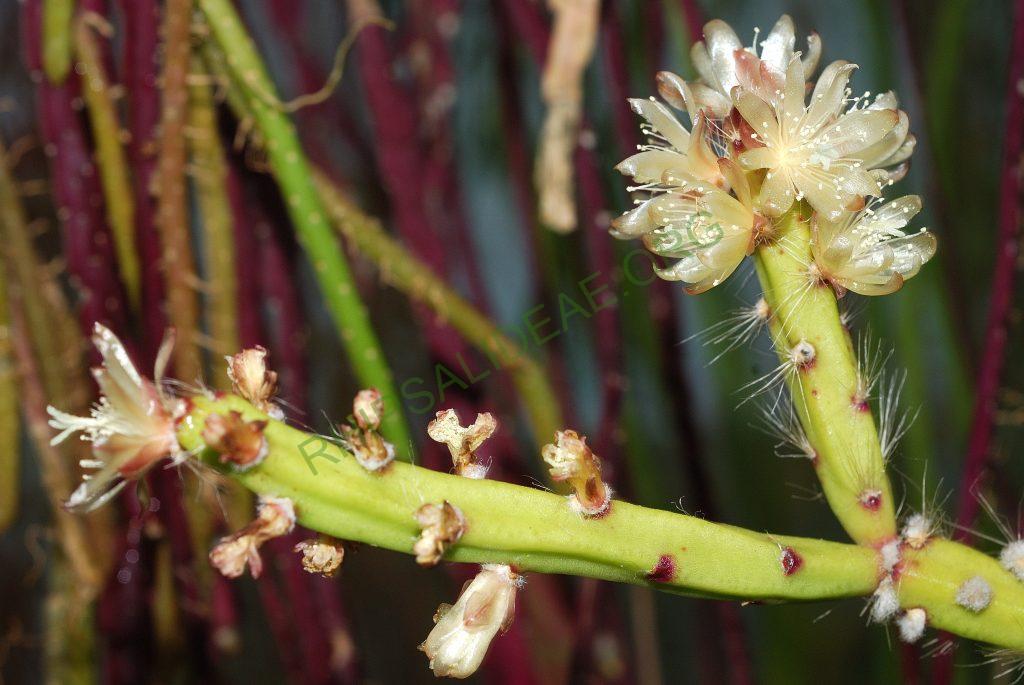 Rhipsalis dissimilis f. dissimilis, Utrecht University Botanic Gardens, ex. Gerardus Olsthoorn, reduced synonym L. saxatile, Barthlott & Taylor 1995