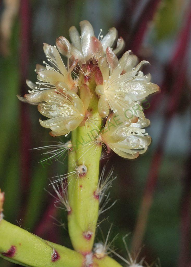 Rhipsalis dissimilis f. dissimilis, Utrecht University Botanic Gardens, ex. Gerardus Olsthoorn, reduced synonym L. saxatile, Barthlott & Taylor 1995