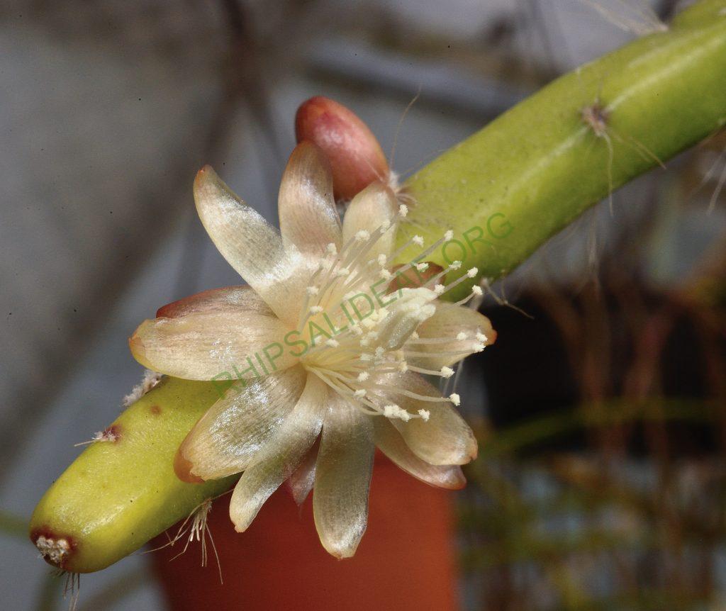 Rhipsalis dissimilis f. dissimilis, Utrecht University Botanic Gardens, ex. Gerardus Olsthoorn, reduced synonym L. saxatile, Barthlott & Taylor 1995
