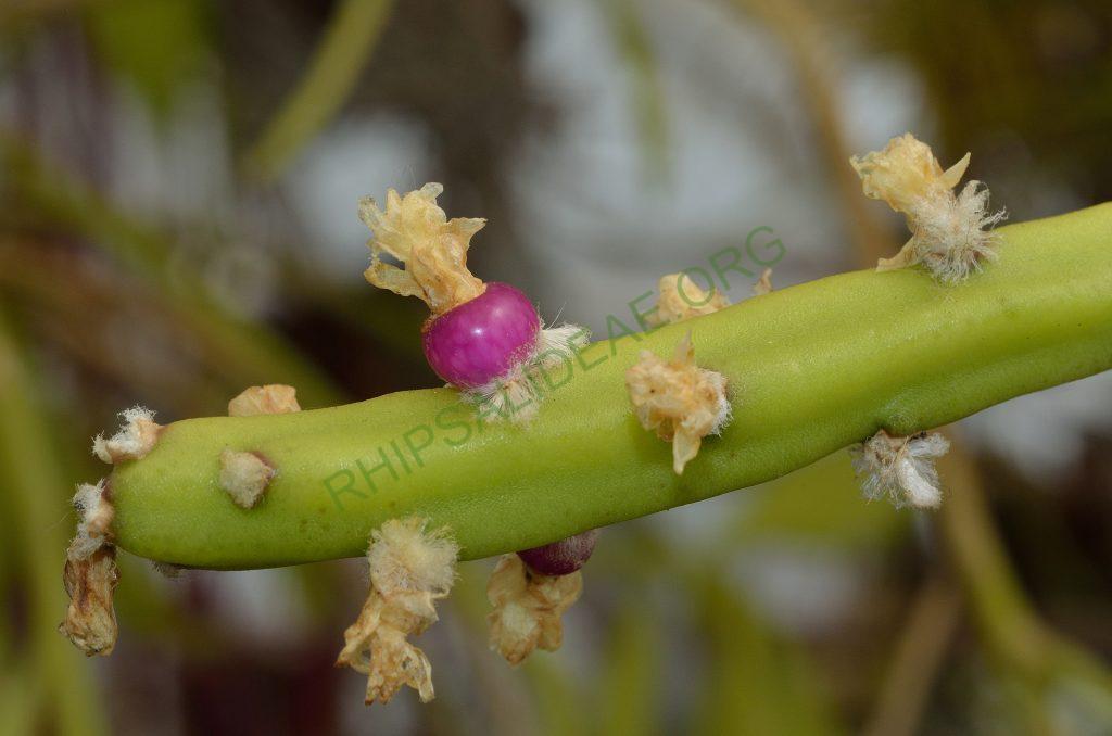 Rhipsalis dissimilis f. dissimilis, Utrecht University Botanic Gardens, ex. Gerardus Olsthoorn, reduced synonym L. saxatile, Barthlott & Taylor 1995