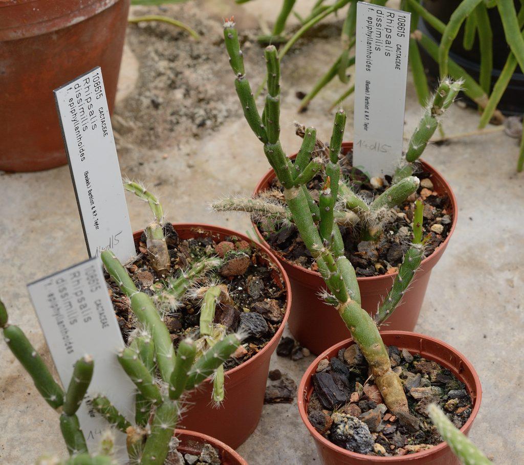 Rhipsalis dissimilis f. epiphyllanthoides, Heidelberg Botanical Garden