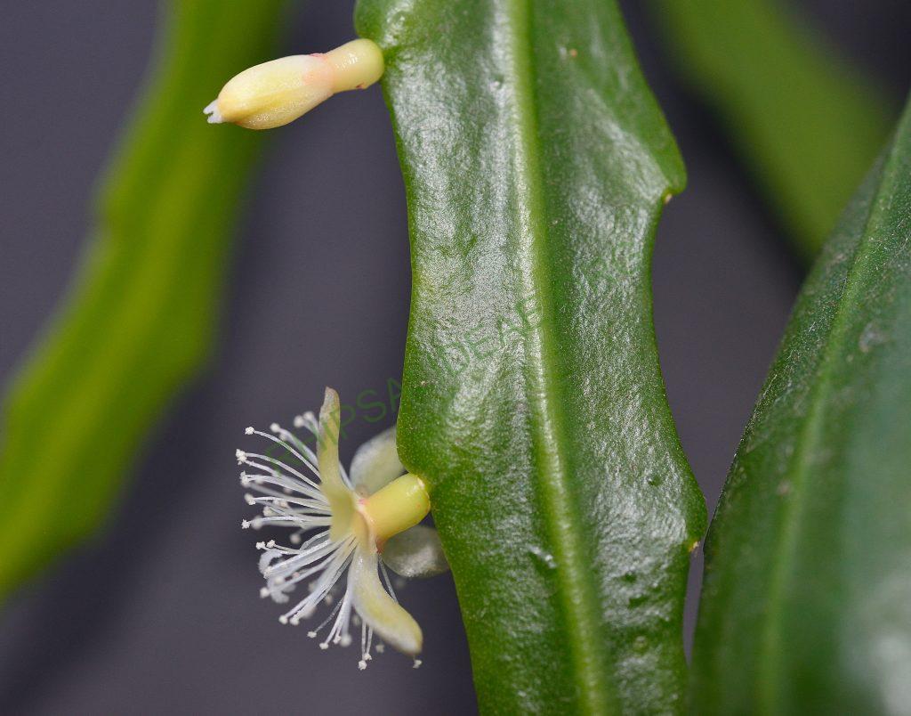 Rhipsalis goebeliana, Utrecht University Botanic Gardens