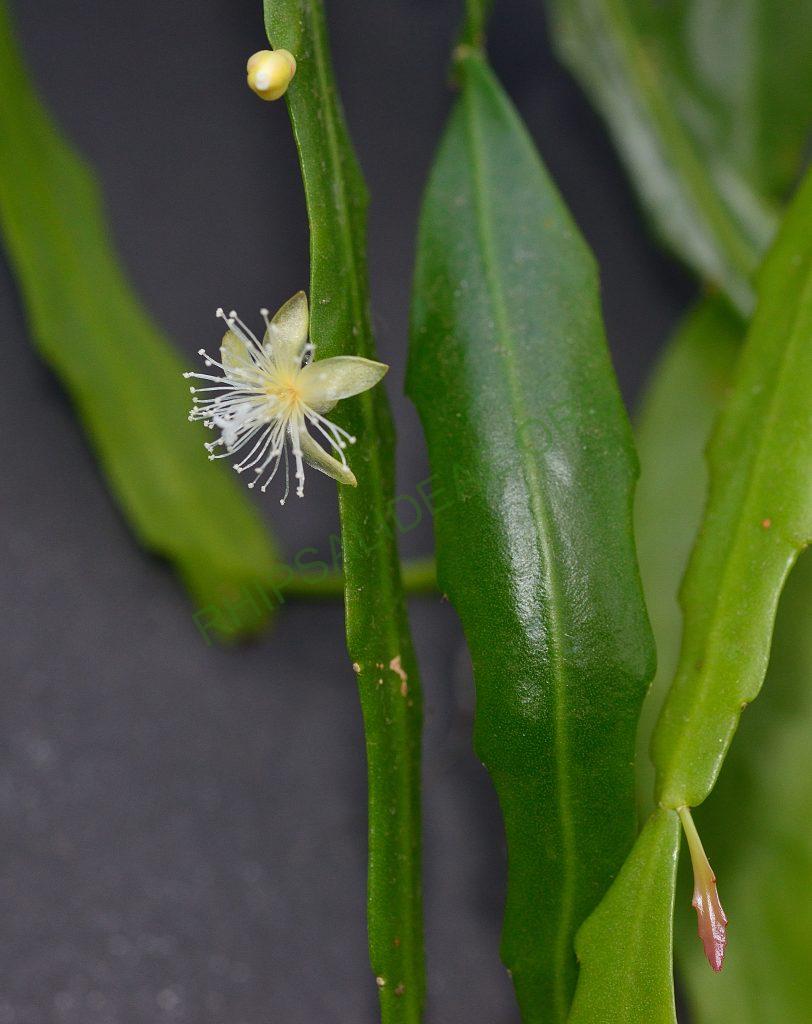 Rhipsalis goebeliana, Utrecht University Botanic Gardens