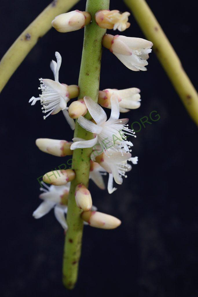 Rhipsalis grandiflora, Utrecht University Botanic Gardens, ex. Gerardus Olsthoorn